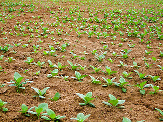 Image showing young tobacco plants