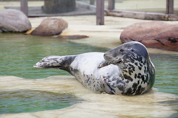 Image showing Grey Seal at the poolside
