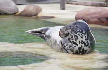 Image showing Grey Seal eyes closed