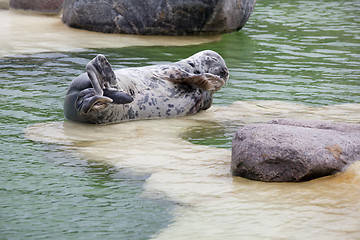 Image showing Grey Seal tired