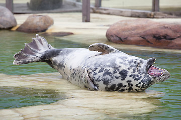 Image showing Grey Seal open mouth