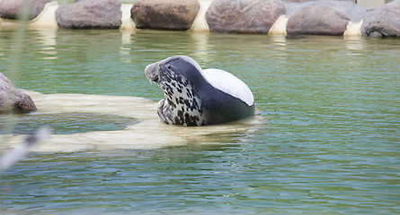 Image showing Grey Seal of the side