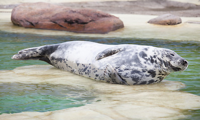 Image showing Grey Seal lying