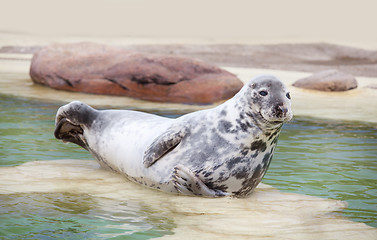 Image showing Grey Seal
