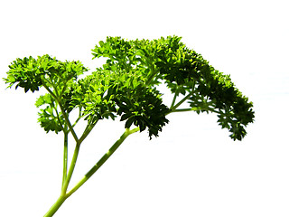 Image showing parsley