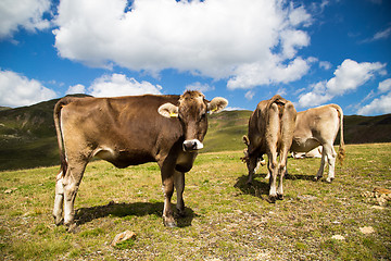 Image showing Cows grazing