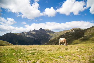 Image showing Cow in mountain pasture