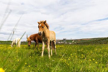 Image showing Small foal