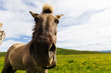 Image showing Funny horse