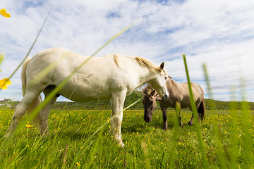 Image showing Icelandic horses grazing