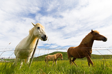 Image showing Icelandic horses behind fence