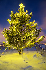 Image showing Real christmas tree