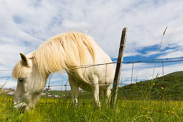 Image showing Out to pasture