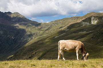 Image showing Swiss cow