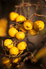 Image showing yellow Crab Apples Golden Hornet