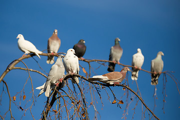 Image showing pigeons sitting on the branch