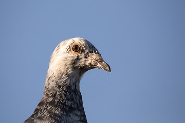 Image showing portrait of domestic pigeons