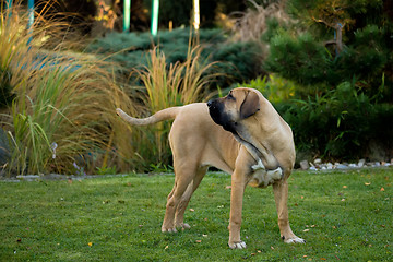 Image showing female of Fila Brasileiro (Brazilian Mastiff)