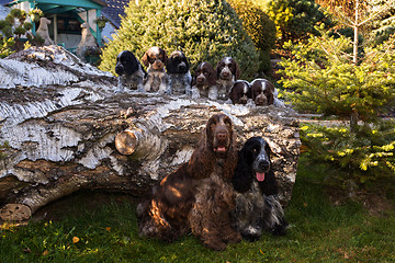 Image showing portrait of champions of English Cocker Spaniel family