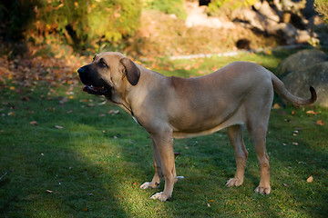 Image showing female of Fila Brasileiro (Brazilian Mastiff)