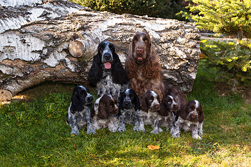 Image showing portrait of champions of English Cocker Spaniel family