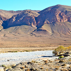 Image showing bush  in    valley  morocco     africa the atlas dry mountain  