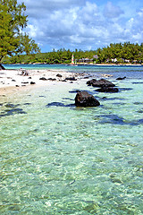 Image showing lagoon  beach seaweed in house