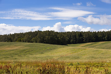 Image showing agriculture field. Away trees