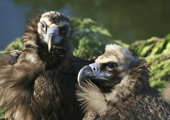 Image showing Mating vultures