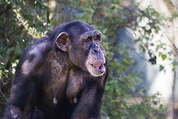 Image showing Chimpanzee