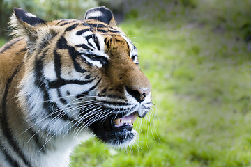 Image showing Snarling tiger