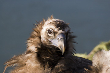 Image showing Black Headed Vulture