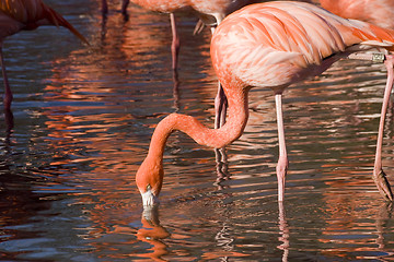 Image showing Flamingos