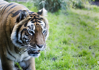 Image showing Siberian Tiger