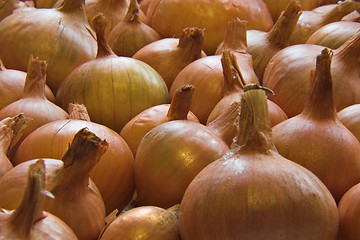 Image showing Onions