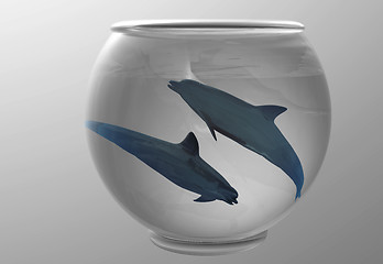 Image showing Dolphins