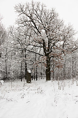Image showing winter trees.  season.
