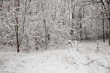 Image showing trees in the winter  