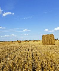 Image showing agricultural field. wheat