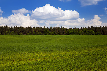 Image showing agricultural field.  forest.