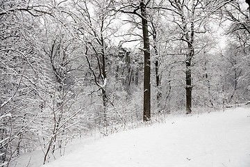 Image showing   snow in the wood  