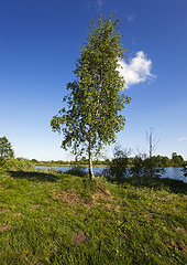 Image showing Birch on the river  