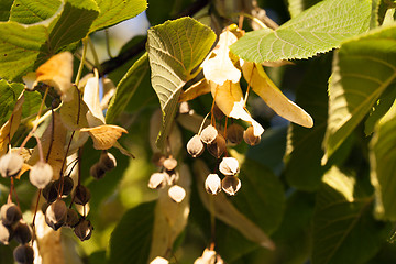 Image showing linden seeds . Close-up.