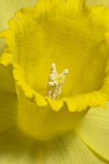 Image showing Daffodil