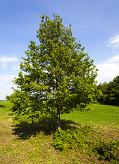 Image showing lonely tree.  summer  