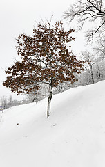 Image showing   tree on the hill  