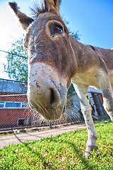 Image showing Donkey closeup portrait