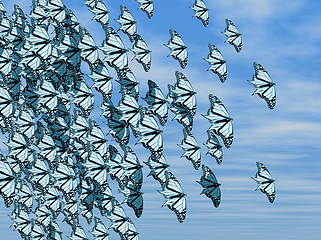 Image showing Butterflies