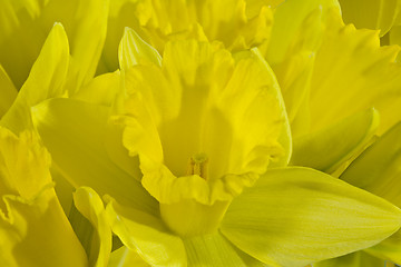 Image showing Daffodild