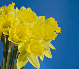 Image showing Daffodils